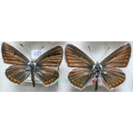 Aricia agestis (Denis & Schiffermüller, 1775) pair Modraszek agestis Czech45f